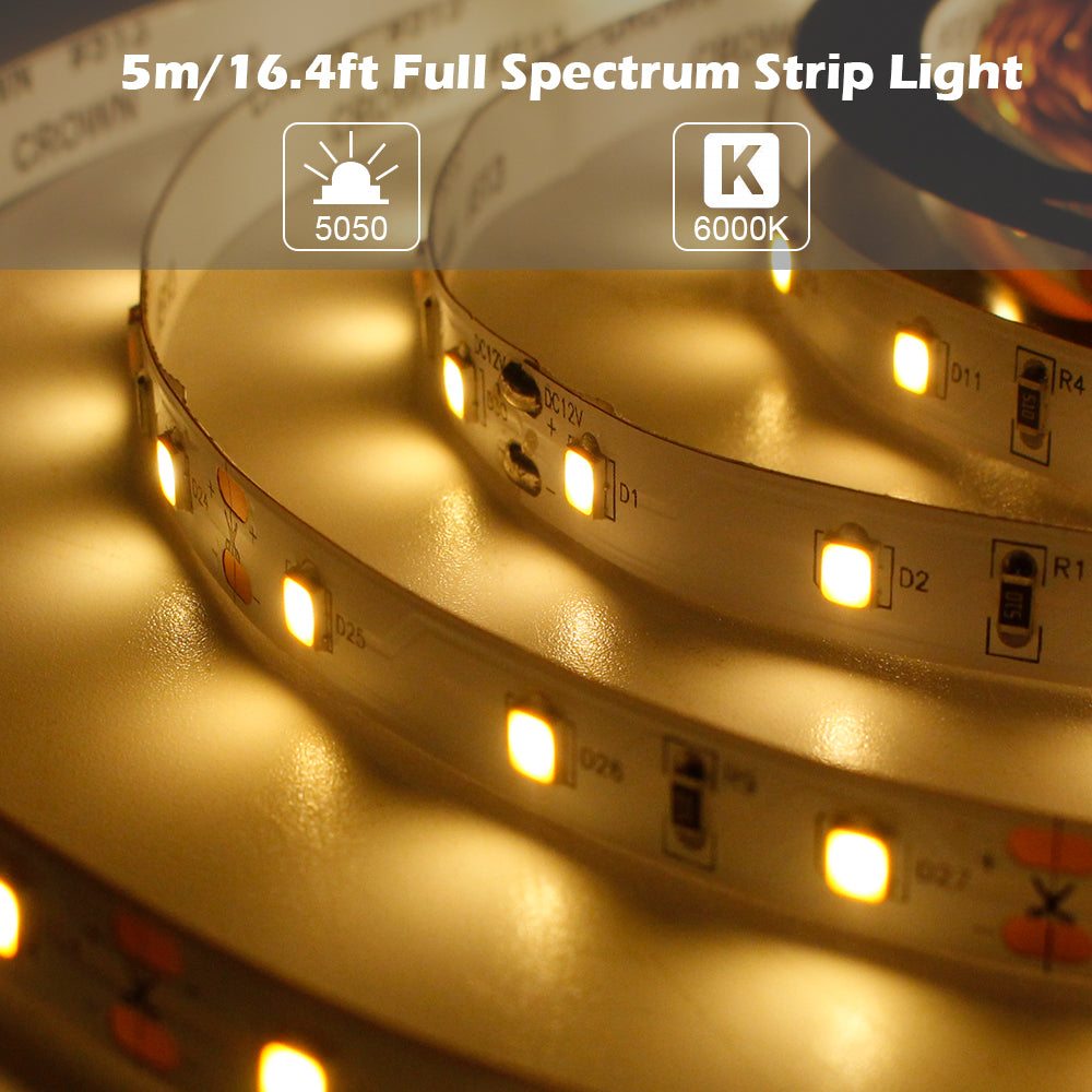 Full Spectrum LED Strip Light | CRI 97+ | SMD5050, 300 LEDs, 60 LEDs/M | 24V DC | 12W/M | 5M (16.4FT) Flexible Tape Light