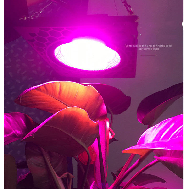 Lampe de culture LED violette à spectre complet IP65 50 W, panneau suspendu pour culture hydroponique et médicinale