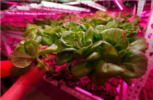 Plant Growth RED:BLUE /660nm:460nm LED Grow Light SMD5050 120LEDs 12V 28.8W Per Meter 15mm Width Strip