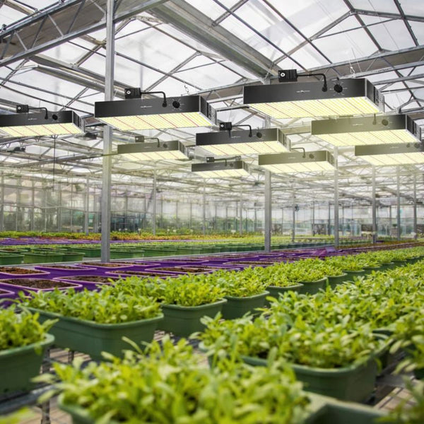 LED Grow Lights: The Critical Relationship Between Wavelength, Spectrum, and Plant Growth